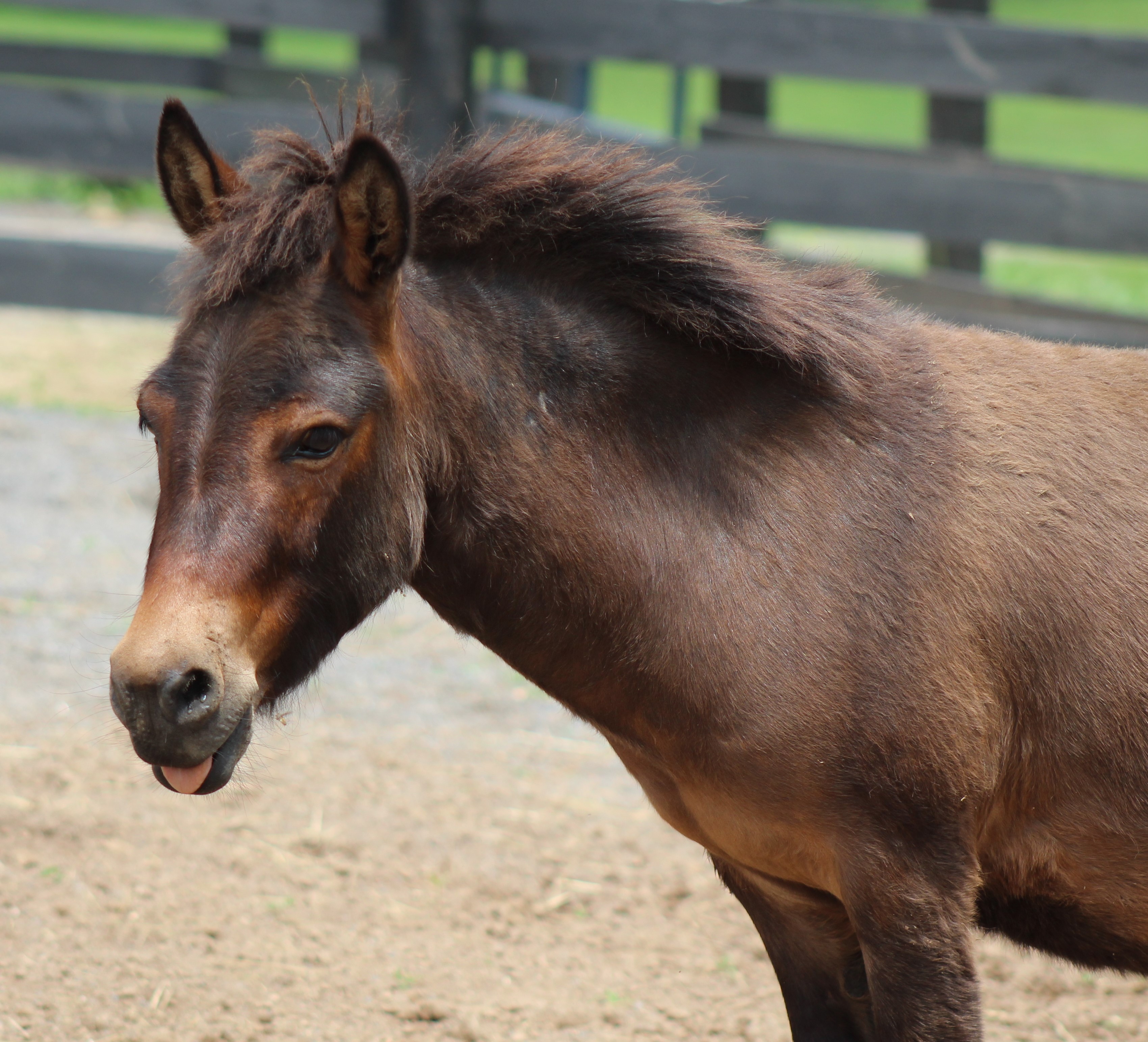 noukies paco donkey