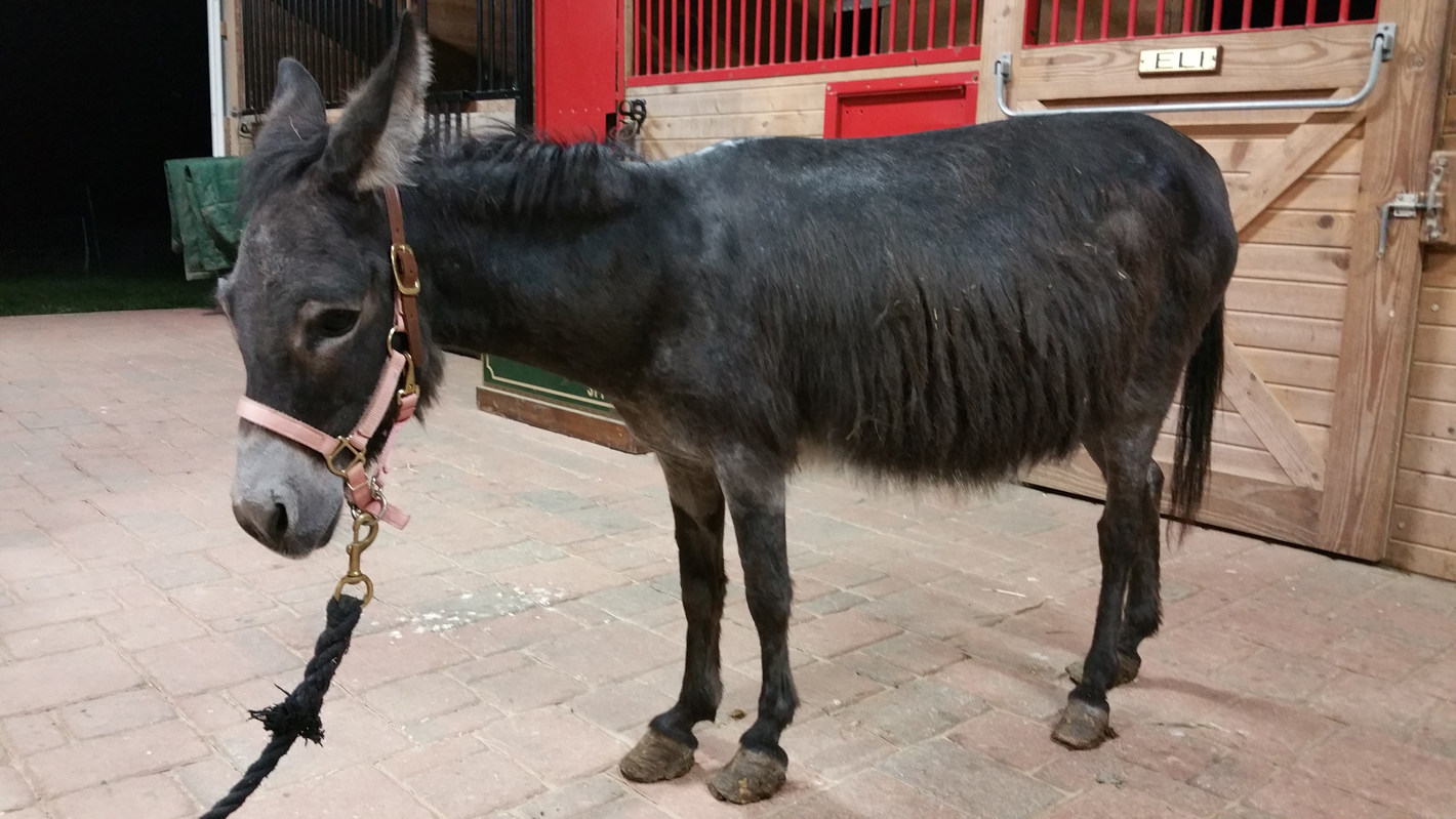 Rescue Tales! Little Longears Miniature Donkey Rescue