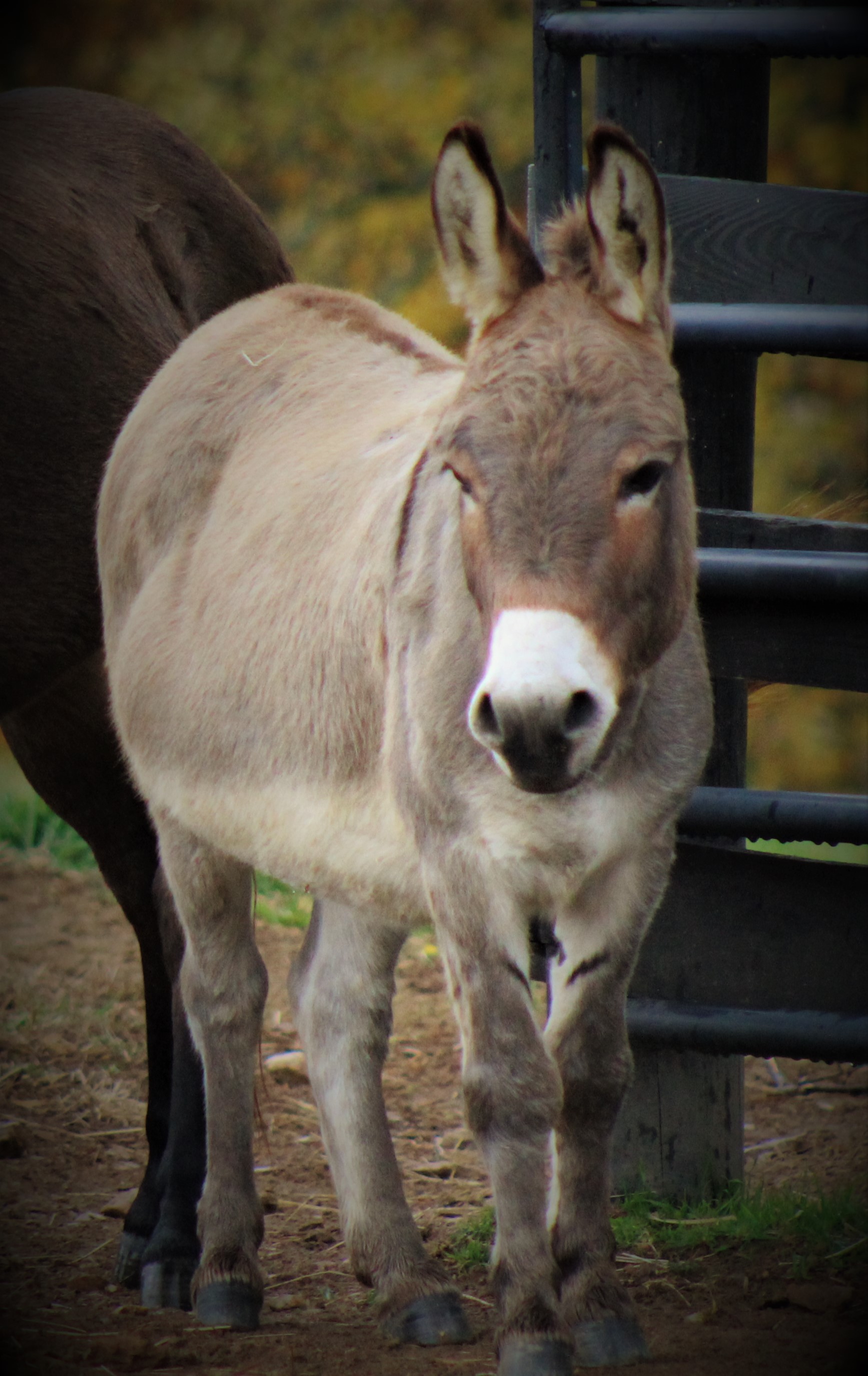 Moses Little Longears Miniature Donkey Rescue