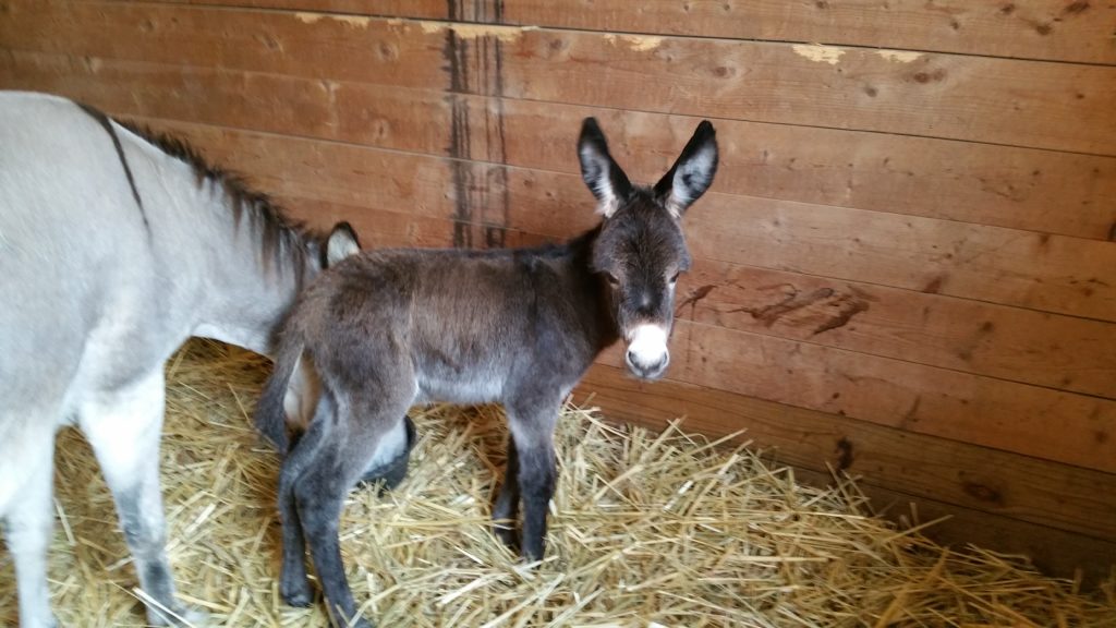 Duncan Little Longears Miniature Donkey Rescue