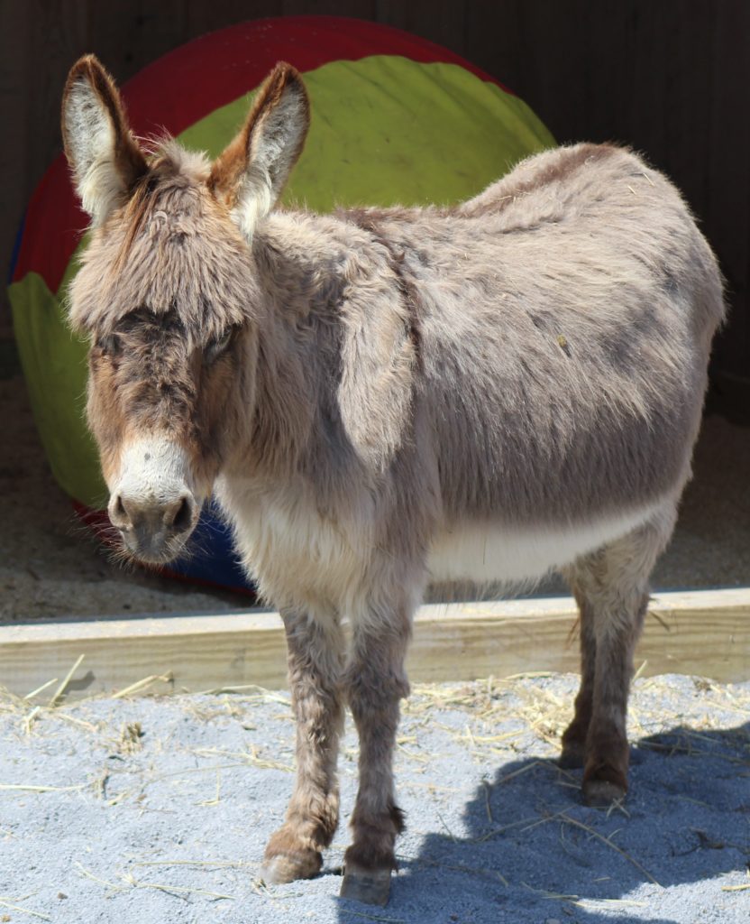 Miniature Donkey Rescue Photos All
