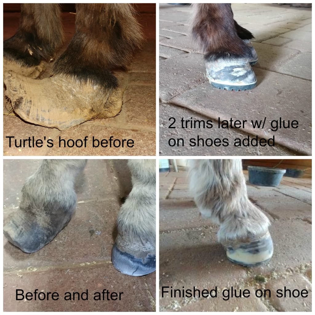 Hoof Care Little Longears Miniature Donkey Rescue