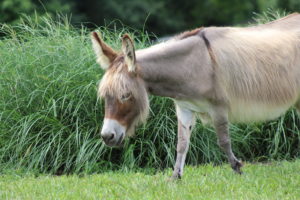 sponsor a donkey near me