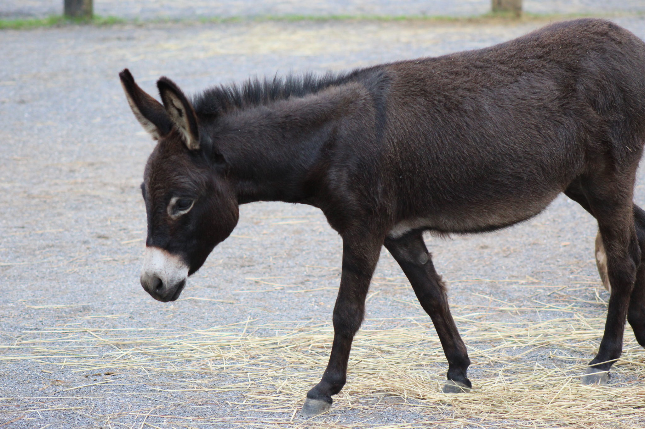 Residents Little Longears Miniature Donkey Rescue