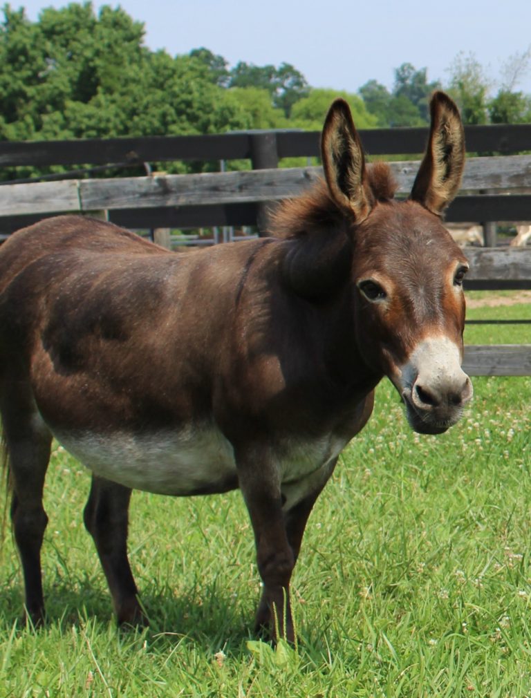 Libby Little Longears Miniature Donkey Rescue