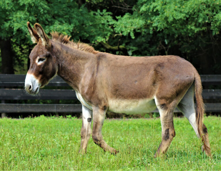 Leland Little Longears Miniature Donkey Rescue