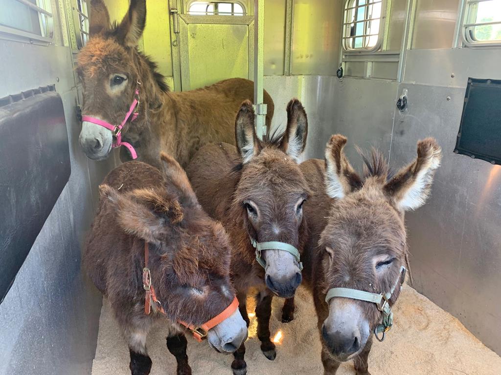 June 2021 Update Little Longears Miniature Donkey Rescue