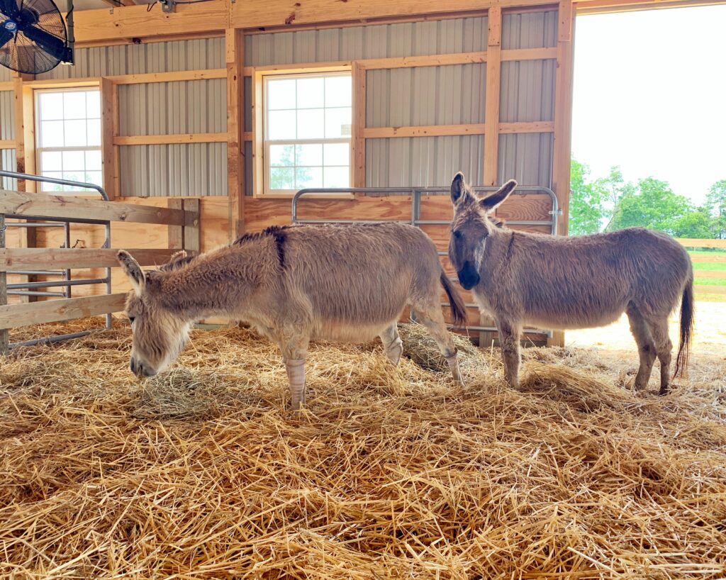Miniature Donkey Rescue Michigan at Barbara Potter blog