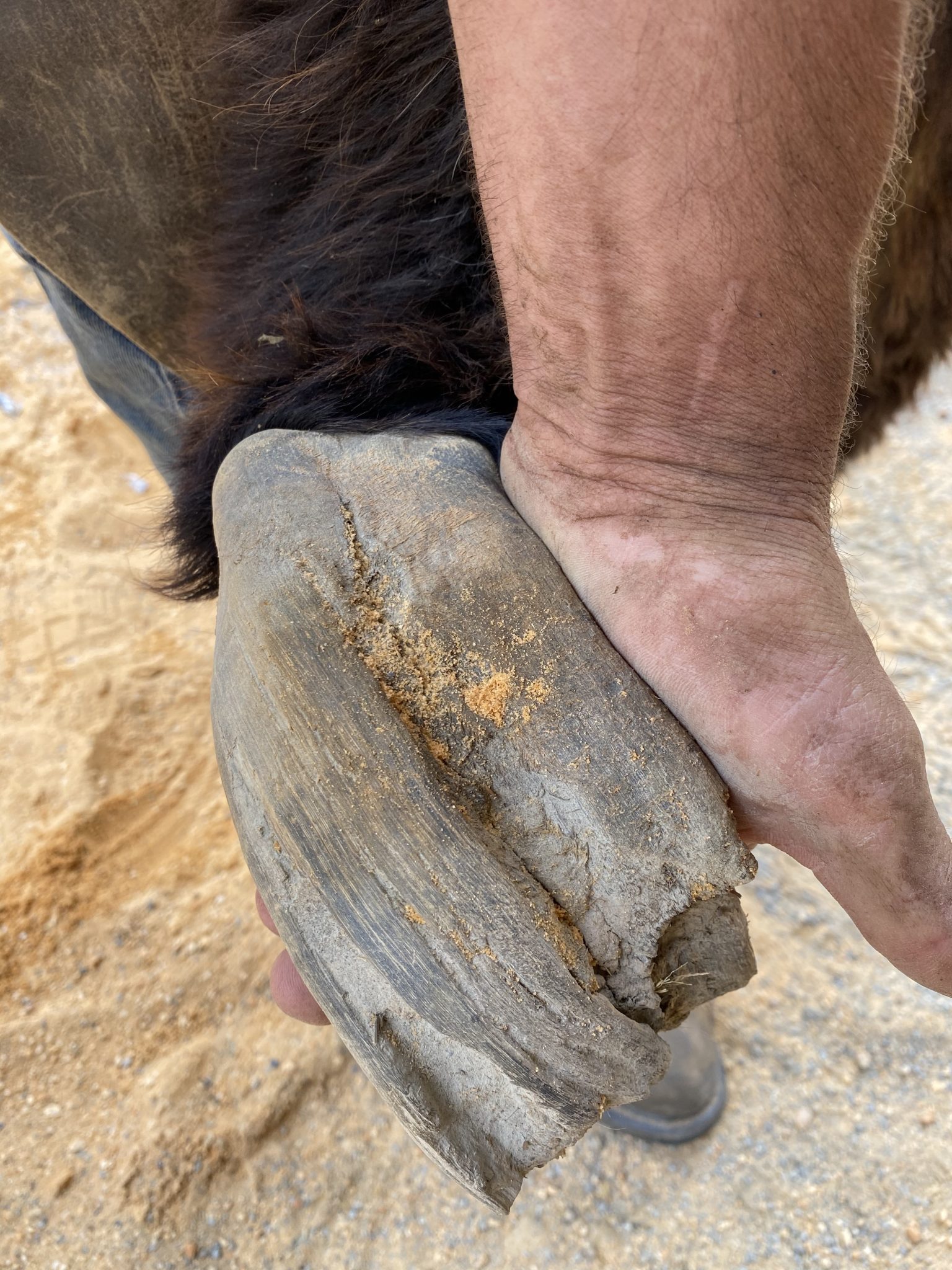 Hoof Care Little Longears Miniature Donkey Rescue