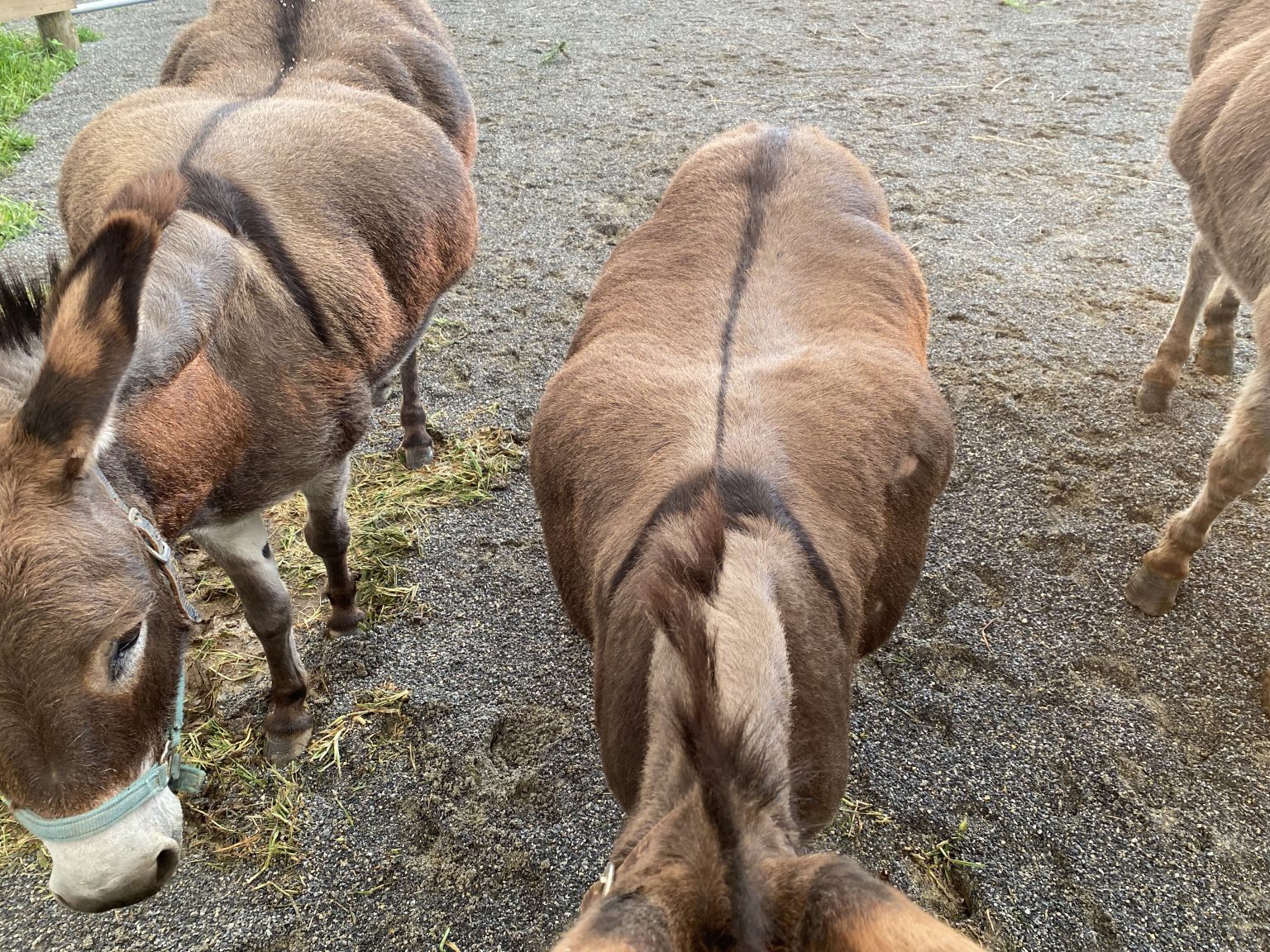Obesity in Donkeys Little Longears Miniature Donkey Rescue