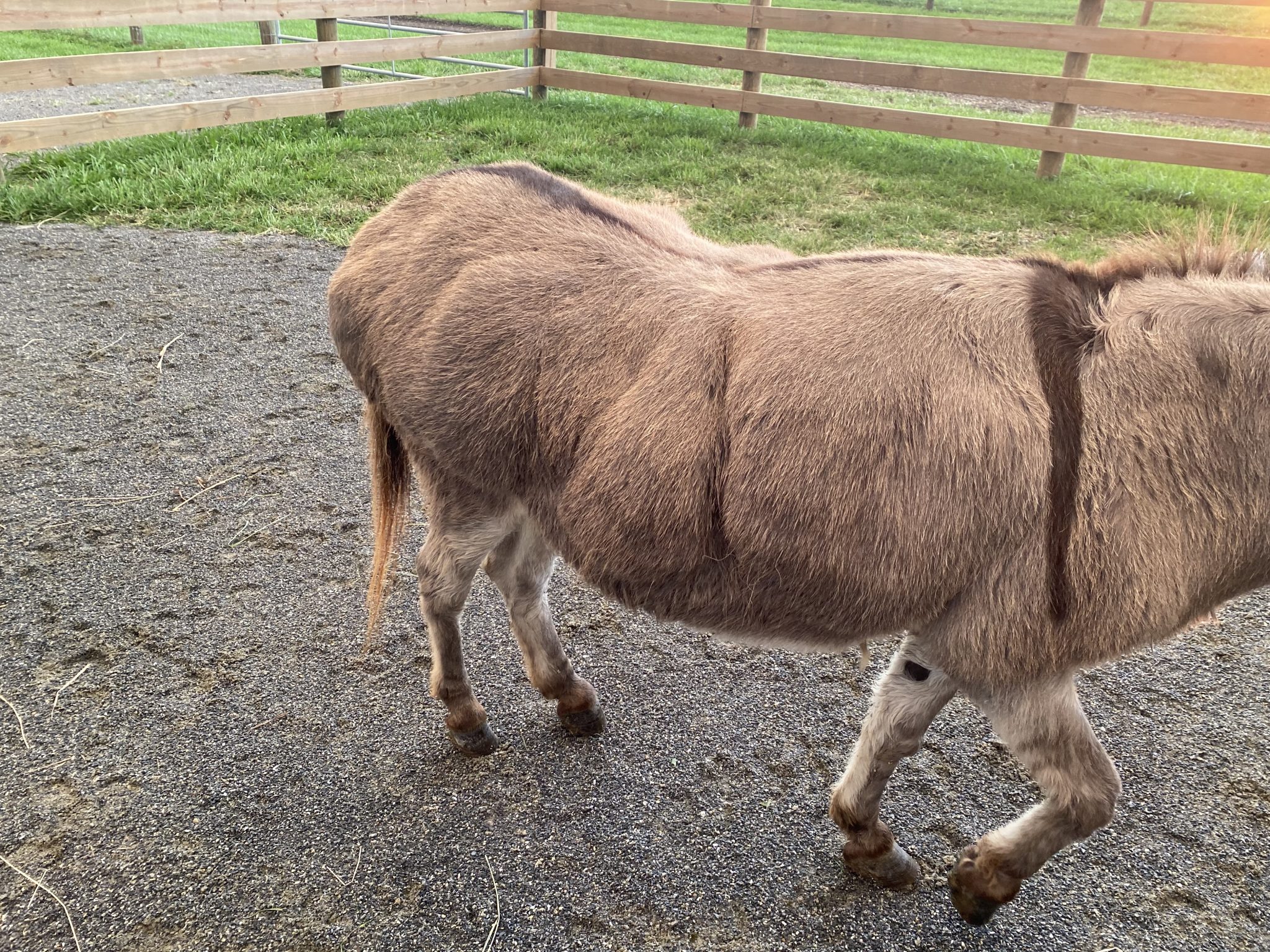 Obesity in Donkeys Little Longears Miniature Donkey Rescue