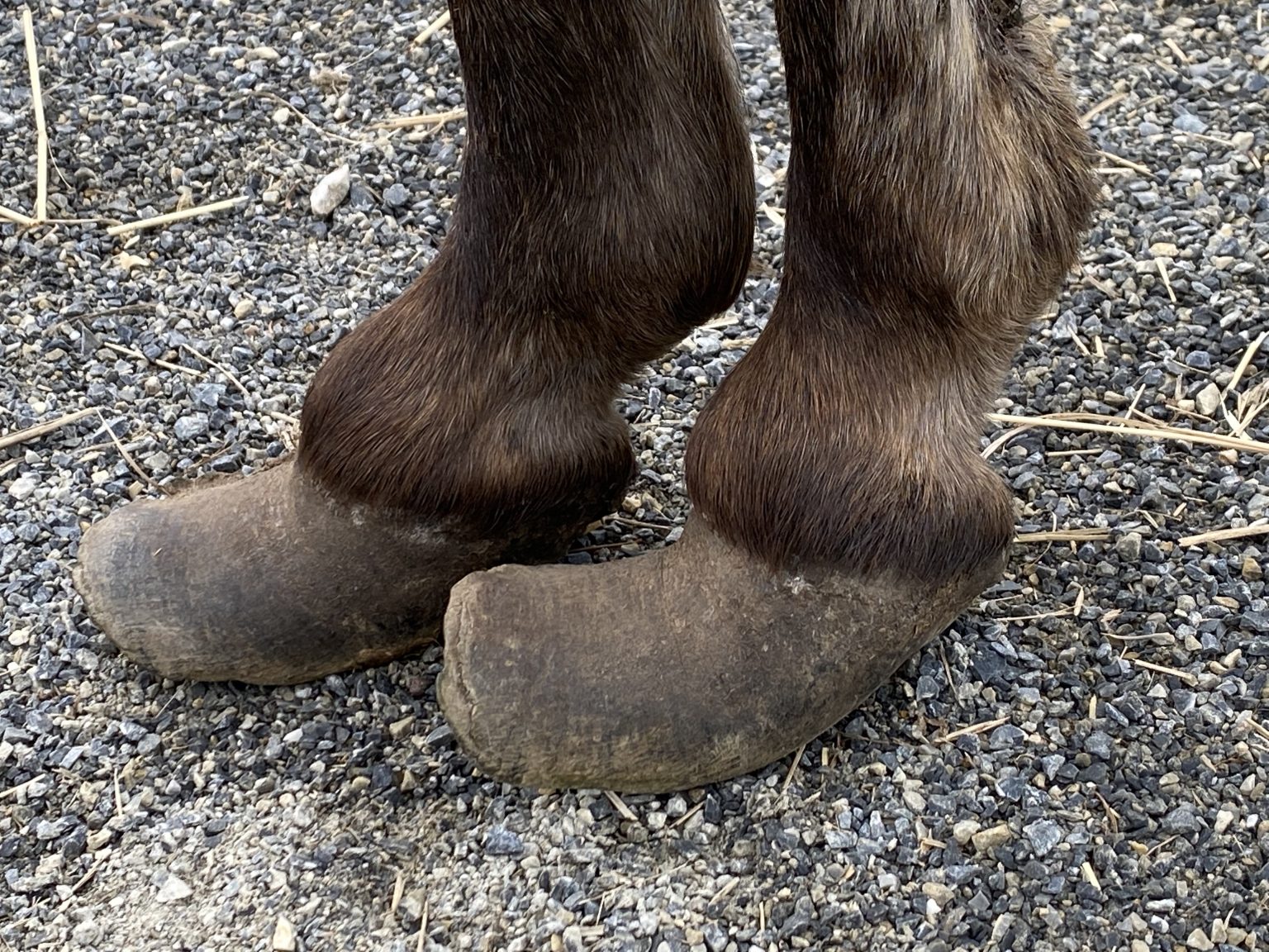 Hoof Care Little Longears Miniature Donkey Rescue