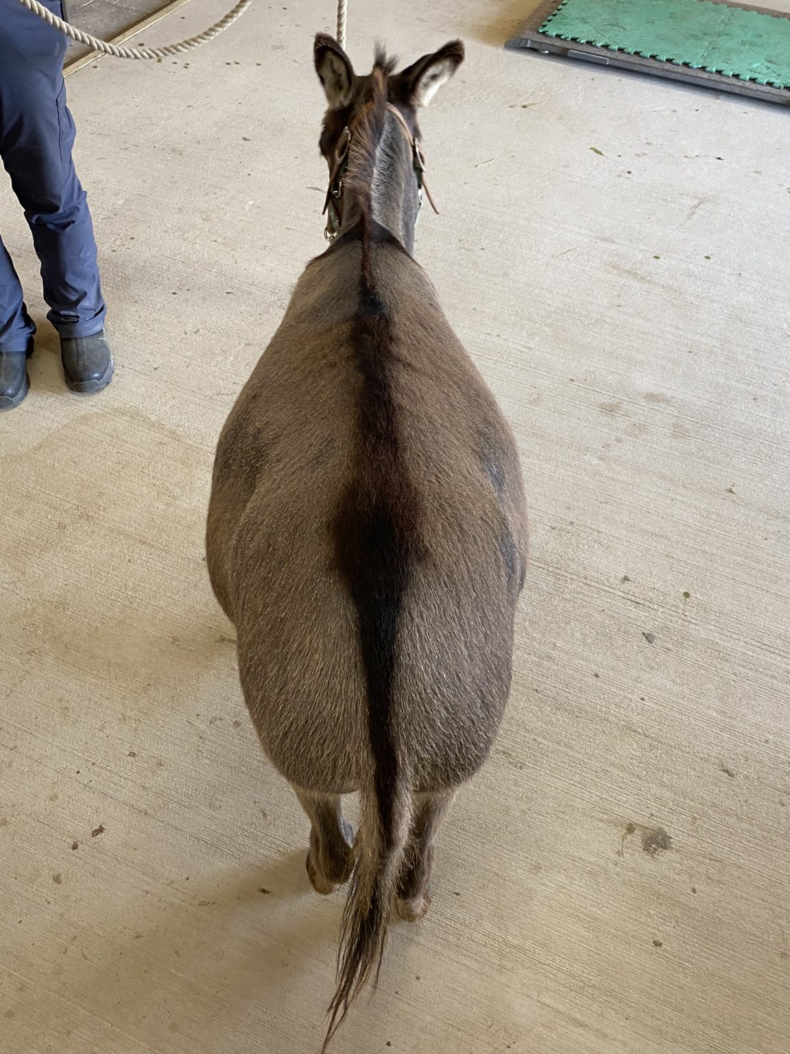 Obesity in Donkeys Little Longears Miniature Donkey Rescue