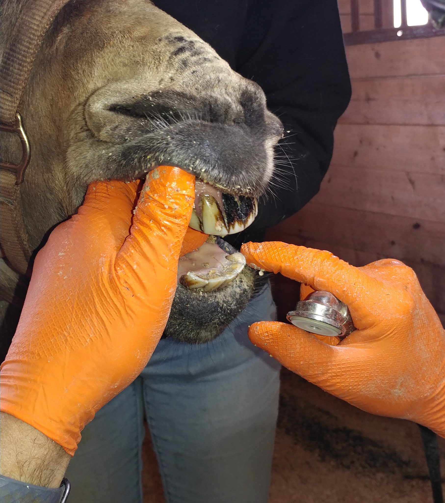 Dental Care Little Longears Miniature Donkey Rescue