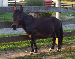 noukies paco donkey