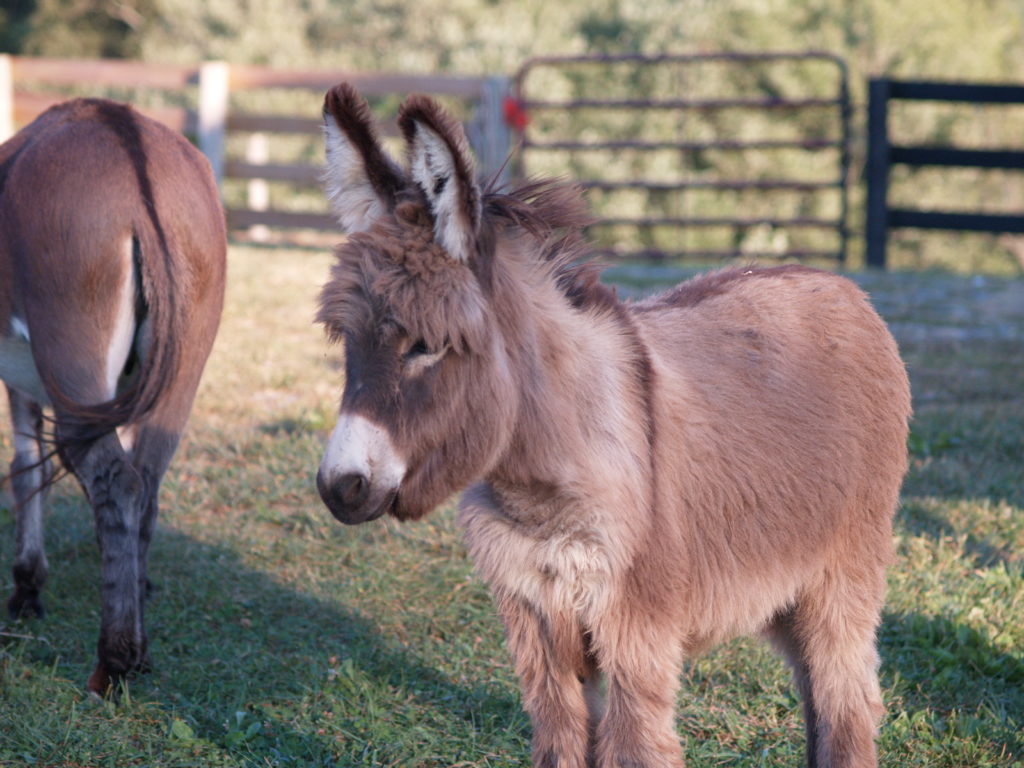 Chewy Little Longears Miniature Donkey Rescue