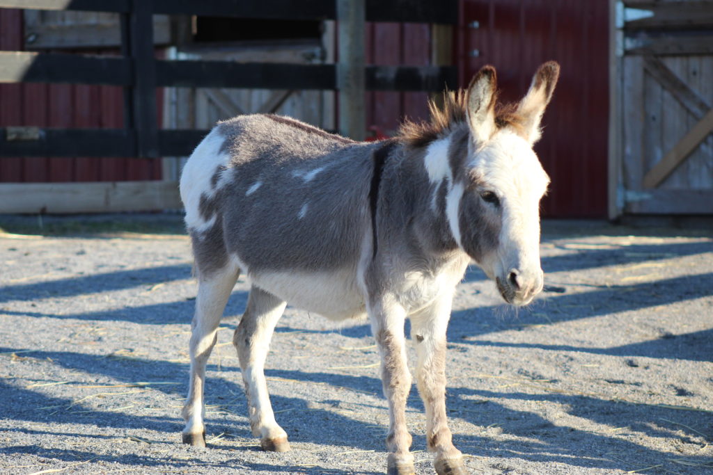 Residents Little Longears Miniature Donkey Rescue