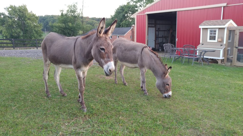 Rescue Tales! Little Longears Miniature Donkey Rescue