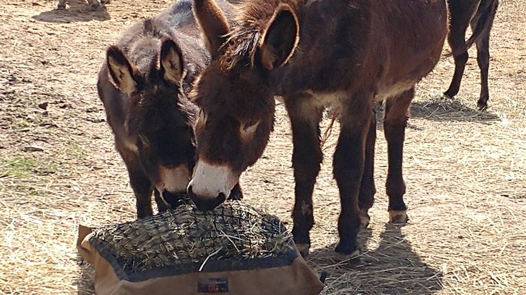 Donkey Care Little Longears Miniature Donkey Rescue