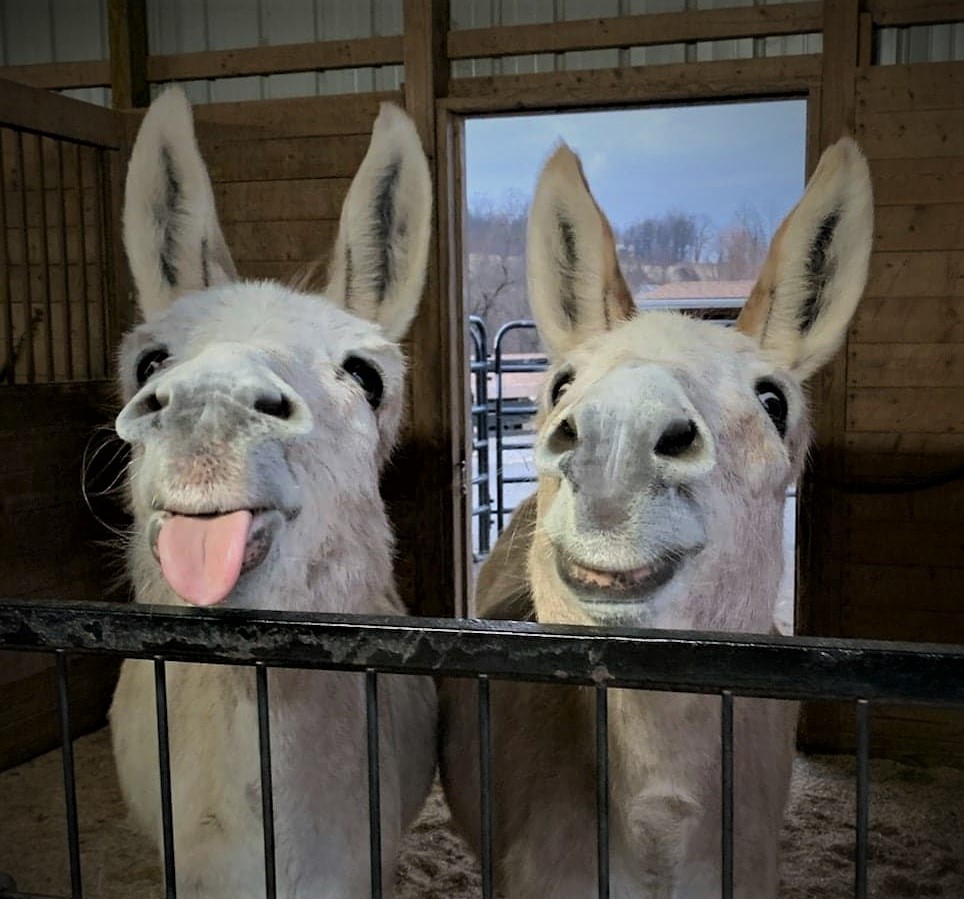 Ways to Donate Little Longears Miniature Donkey Rescue