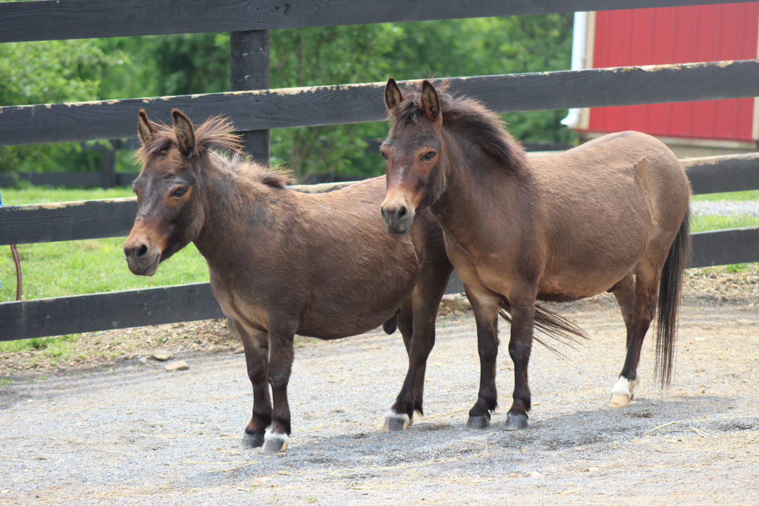 noukies paco donkey