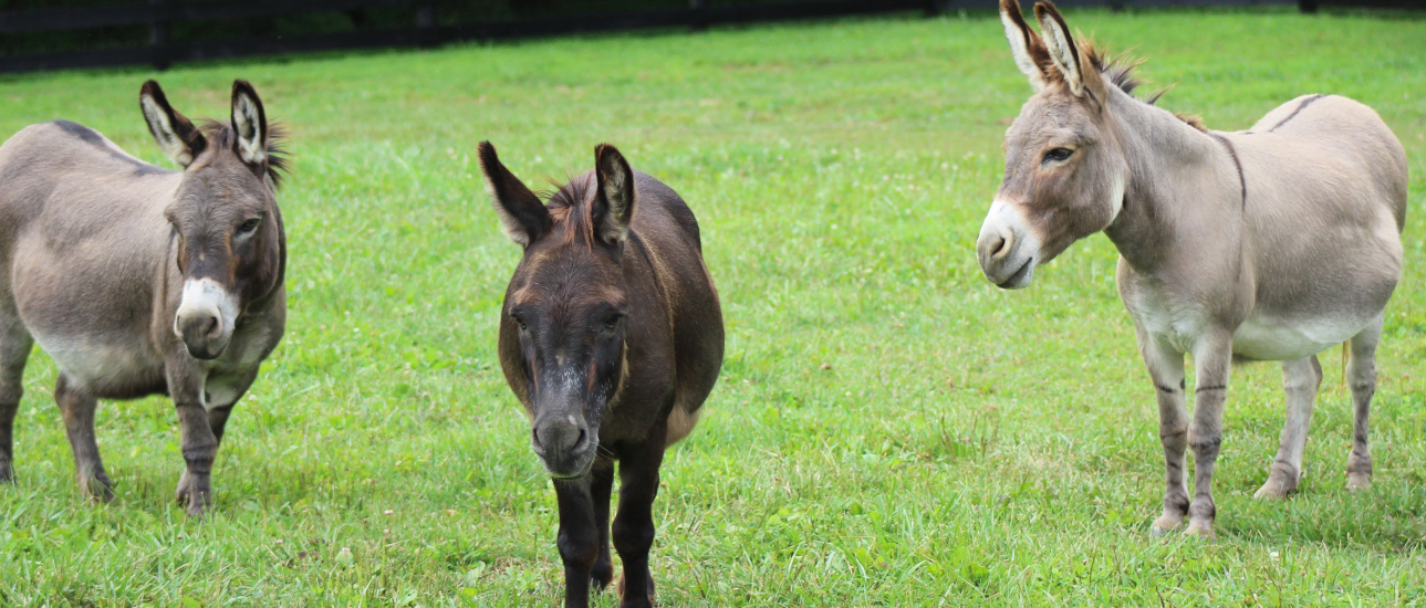 donkey adoption near me