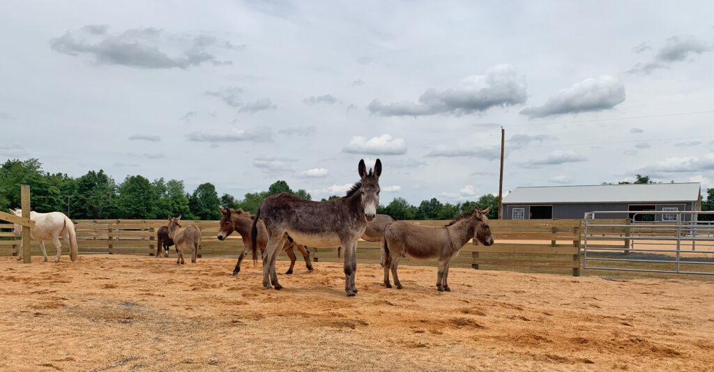 June 2021 Update Little Longears Miniature Donkey Rescue