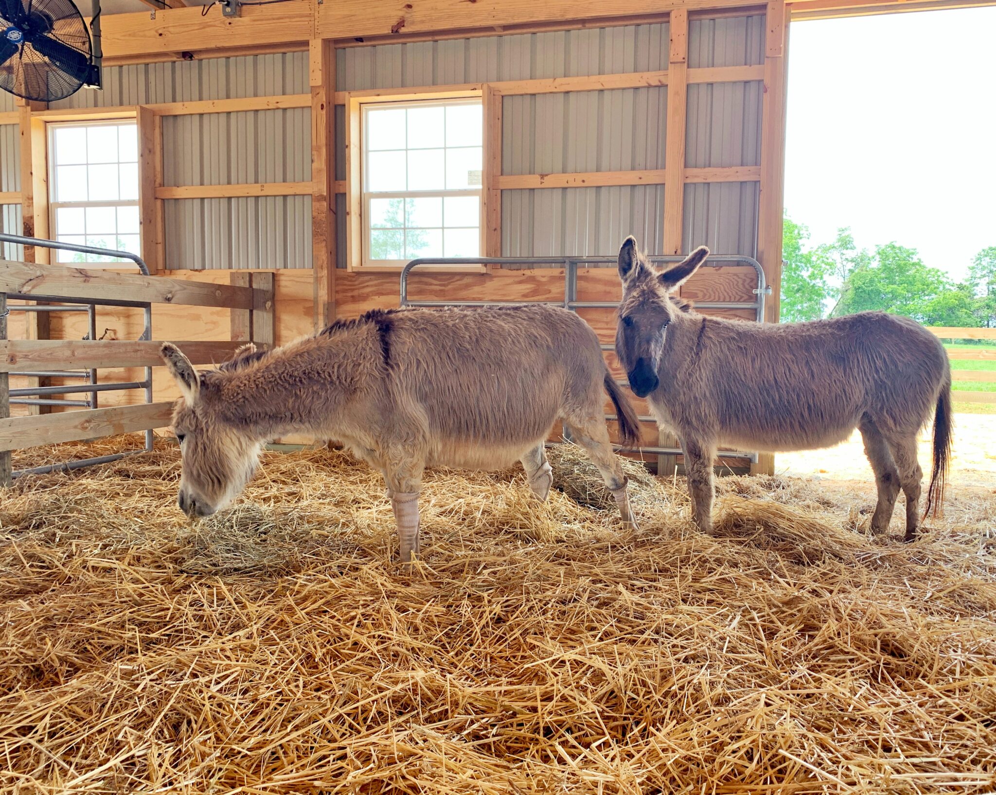 June 2021 Update Little Longears Miniature Donkey Rescue