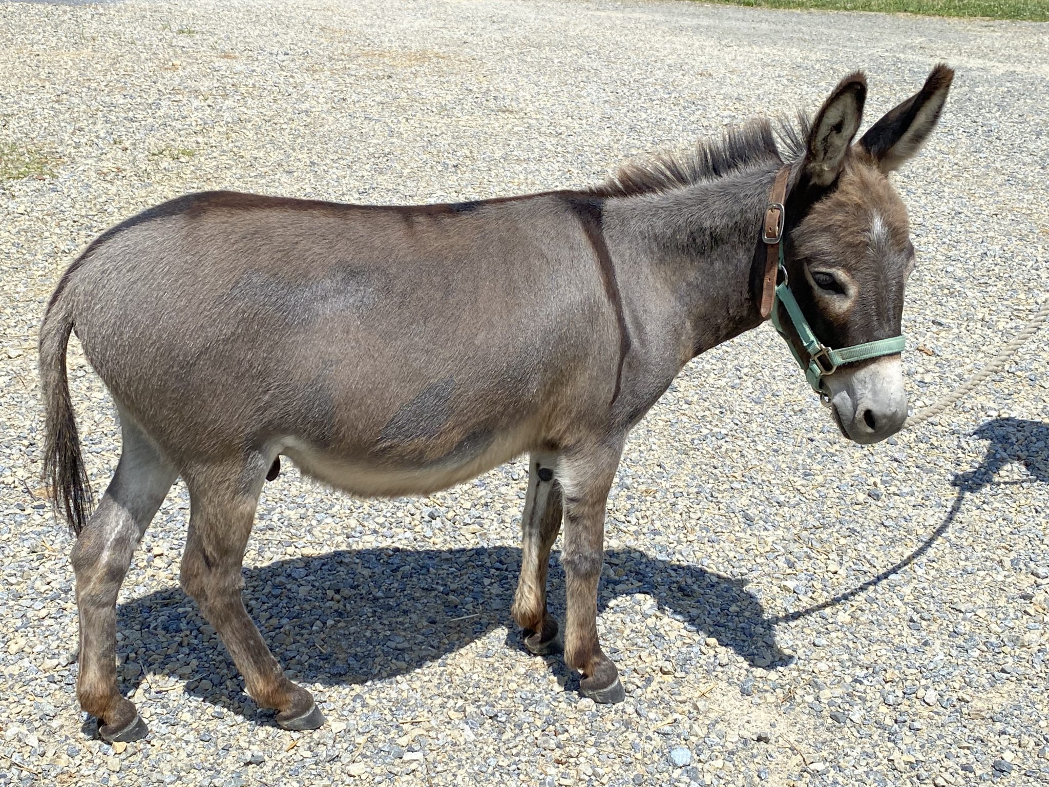 Obesity in Donkeys Little Longears Miniature Donkey Rescue