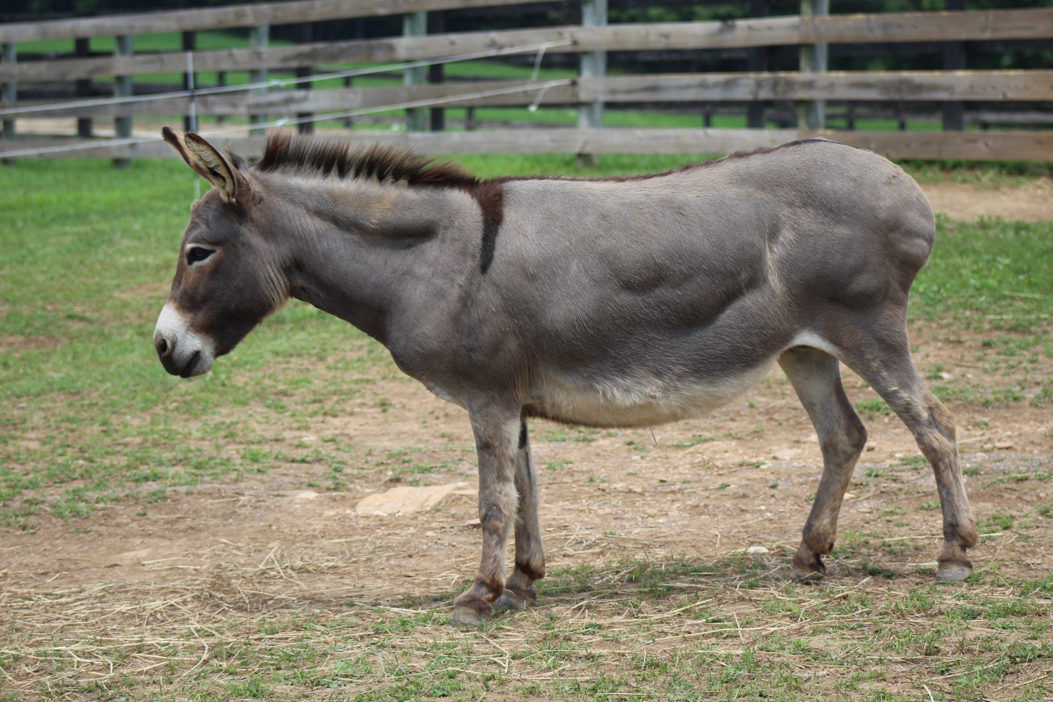 Obesity in Donkeys Little Longears Miniature Donkey Rescue