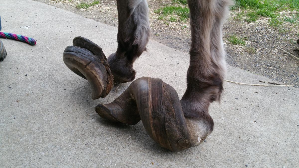How Much Does It Cost to Have Donkeys Hooves Trimmed 