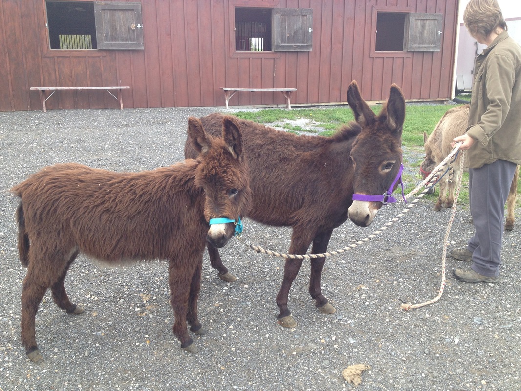 dwarf donkey for sale in pa